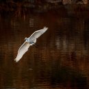 학-비상 이미지