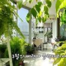 왁스플라워 솔매화 키우기 물주기 꽃말 플랜테리어 이미지