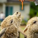 동산농장 이미지