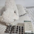 큐펫 | 닥터큐펫 4in1멀티케어 영양제 후기!^^