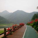 장미꽃길 1 이미지