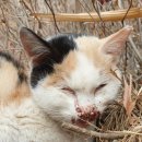 학익동물병원 이미지