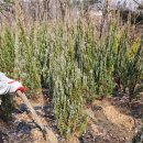 합천그린햇살농장 | 🌱 봄맞이 마당 조경: 블루애로우 &amp; 문그로우 심기 + 초저가 득템 후기