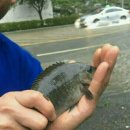 해운대물고기 이미지