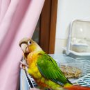 인성 바이오틱 | 버드빌더 앵무새용품 구매 후기