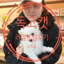 이마트24 사직라라하늘채점 | 부천강아지분양 스피츠 리얼분양후기 - 독고캣