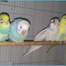 레인보우 앵무 이미지