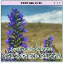 인크라이스트 | [뉴질랜드 신혼여행 #12] 마운트쿡에서 크라이스트처치까지 이동한 날｜푸카키호수 알파인연어 컵라면...