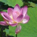 유성초등학교 이미지