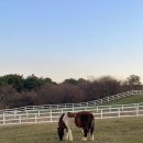 튼튼목장 | W. 스냅촬영 (2) :: 한국마사회제주목장 | 셀프 제주스냅 후기 | 제주목장 포토존 | 튼튼한 삼각대 추천