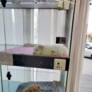 워킹퍼피 이미지