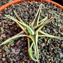 백금 이미지