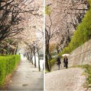 벚꽃 엔딩, 비오는 날의 수채화 이미지