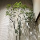 킹스가든 이미지