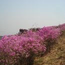 5월 1일 근로자의 날 강화도 고려산~혈구산~퇴모산 진달래축제 이미지