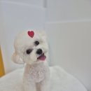 거창하개 이미지