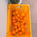 씨유제주광령로드점 | [제주 맛집] 애월읍 광령리 관광대 근처 쌈밥 맛집 '예동산' 혼밥 후기