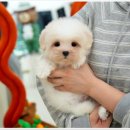 몽냥몽냥 강아지분양 고양이분양 김포점 | 김포강아지분양 확실해요