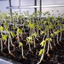 농업회사법인 (유)드림팜 이미지