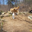 아기염소 이미지