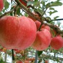 가장 아름다운 노래 이미지