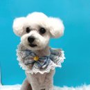 그루몽실 이미지