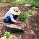 방초농장 이미지