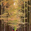 보보스캇 캠핑장 이미지