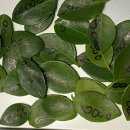 백장미사 이미지