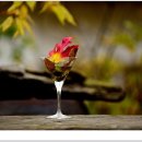 선운사의추억 이미지