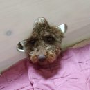 마루네일 이미지