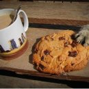 개와고양이 이미지