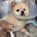 울산 강일웅동물메디컬센터 이미지