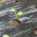 액비골(2) 이미지