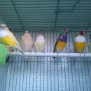 카나리아 이미지