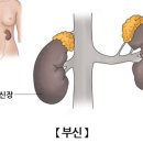 부신을 챙겨라 (퍼온글) 이미지