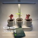 그린인테리어 홈가드닝 | 식물 수경재배기로 홈가드닝을 그린오브제 탁상형