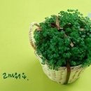 배풀
