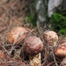 송이경로당 | 영덕군 특산물 영덕송이버섯 문화형 레크리에이션 어르신레크리에이션