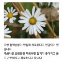 국화차의 효능과 부작용 이미지