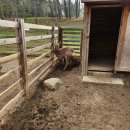 투머치목장 이미지