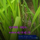 잡학 상식 : 1. 벼를 키우면서 이미지