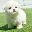 애니멀즈 강아지분양 고양이분양 천안점 이미지