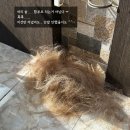 숱,컷 | 옥길동미용실 디아르떼휴이엠 숱 망한 긴머리, 단발 레이어드컷 방문 후기