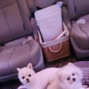 베스트 펫 택시 | 청주강아지택시 청주펫택시 베스트 펫택시 ~