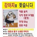[대전] 강아지를 찾습니다_ 이미지