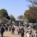 제60공원 | 도쿄 우에노 공원 전시 추천｜한일 60주년 한국 초청작 + 마츠리까지 동시에 즐긴 후기 ㅣ 도쿄 벚꽃명소