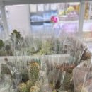 다육이카페 | 🌵 “3천원으로 집이 카페 감성?” 다이소 다육이 가성비 끝판왕 후기