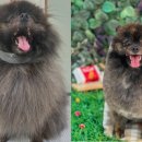 블루밍 펫 살롱 이미지