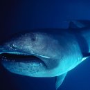 마마우스 이미지